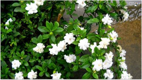 -*Life is the flower for which love is the honey*_White Gardenia (KABOKLEI)