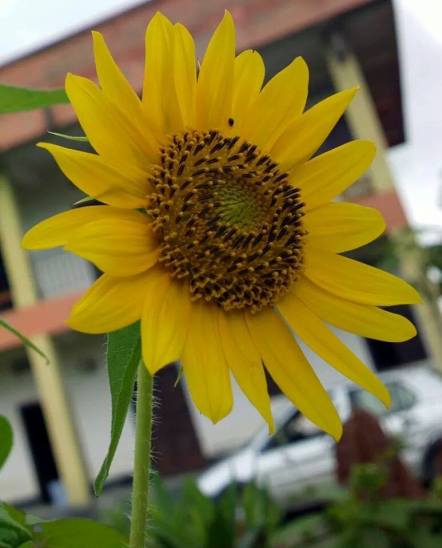 #Sunflower blooming at Lilong Higher Secondary School, #Manipur A photograph by Mahesh RK